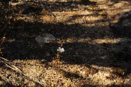 Image of Drosera andersoniana W. Fitzg. ex Ewart. & White