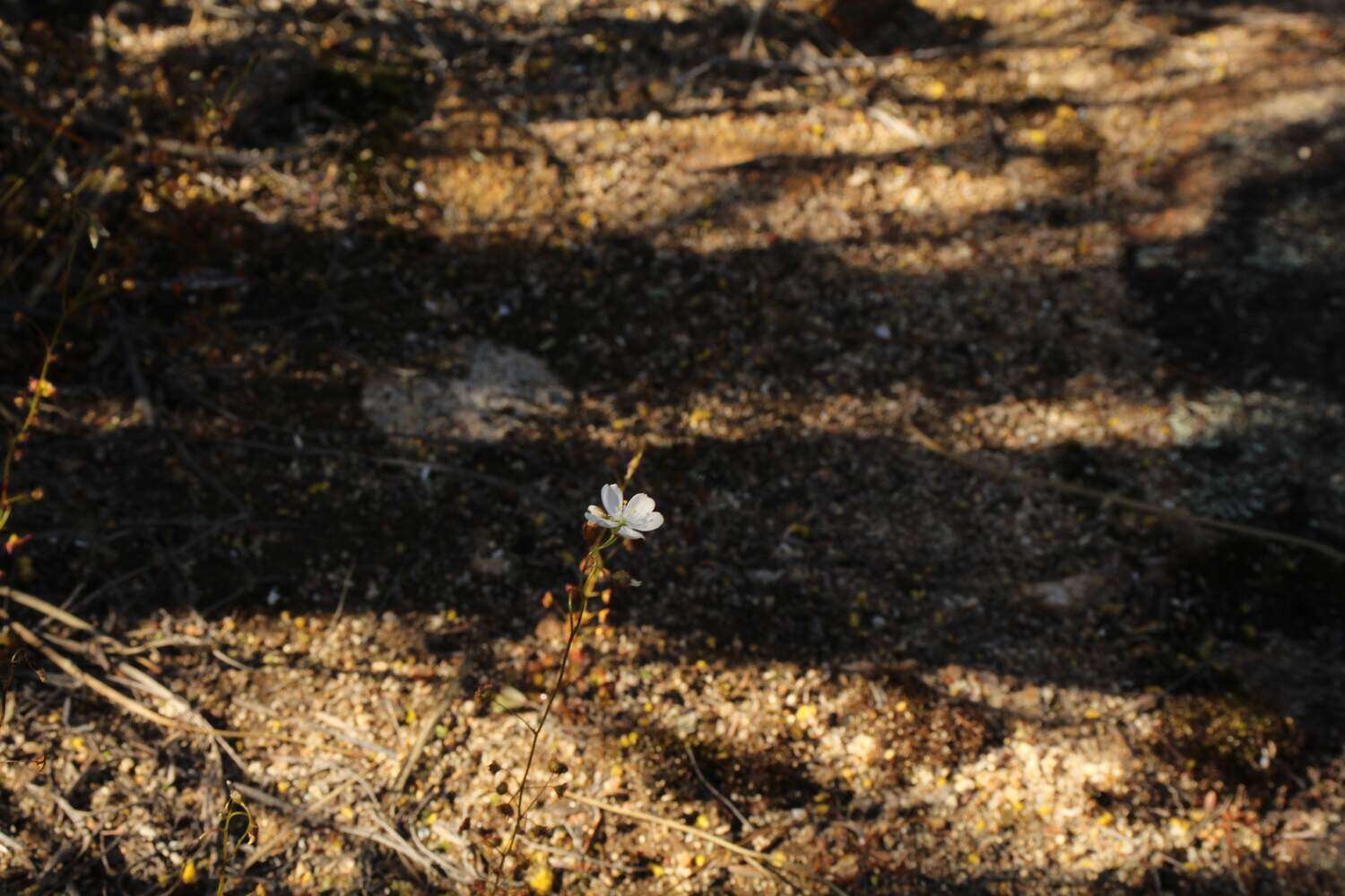 صورة Drosera andersoniana W. Fitzg. ex Ewart. & White