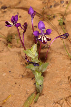 Image of Lapeirousia jacquinii N. E. Br.