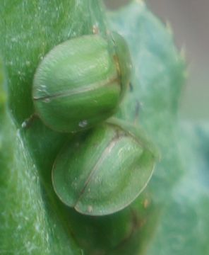Image of thistle tortoise beetle