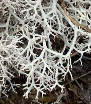 Image of Reindeer lichen