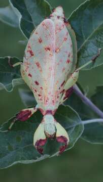 Image of Phyllium (Phyllium) elegans Grösser 1991