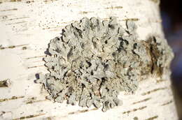 Image of Hammered shield lichen