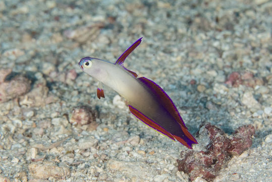 Image of Elegant firefish