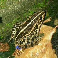 صورة Pelophylax nigromaculatus (Hallowell 1861)