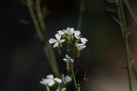 Image of Raphanus sativus var. sativus