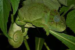 Image of Malagasy Giant Chameleon