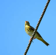 Image of Tree Pipit