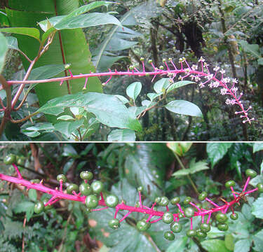 Image of Venezuelan pokeweed