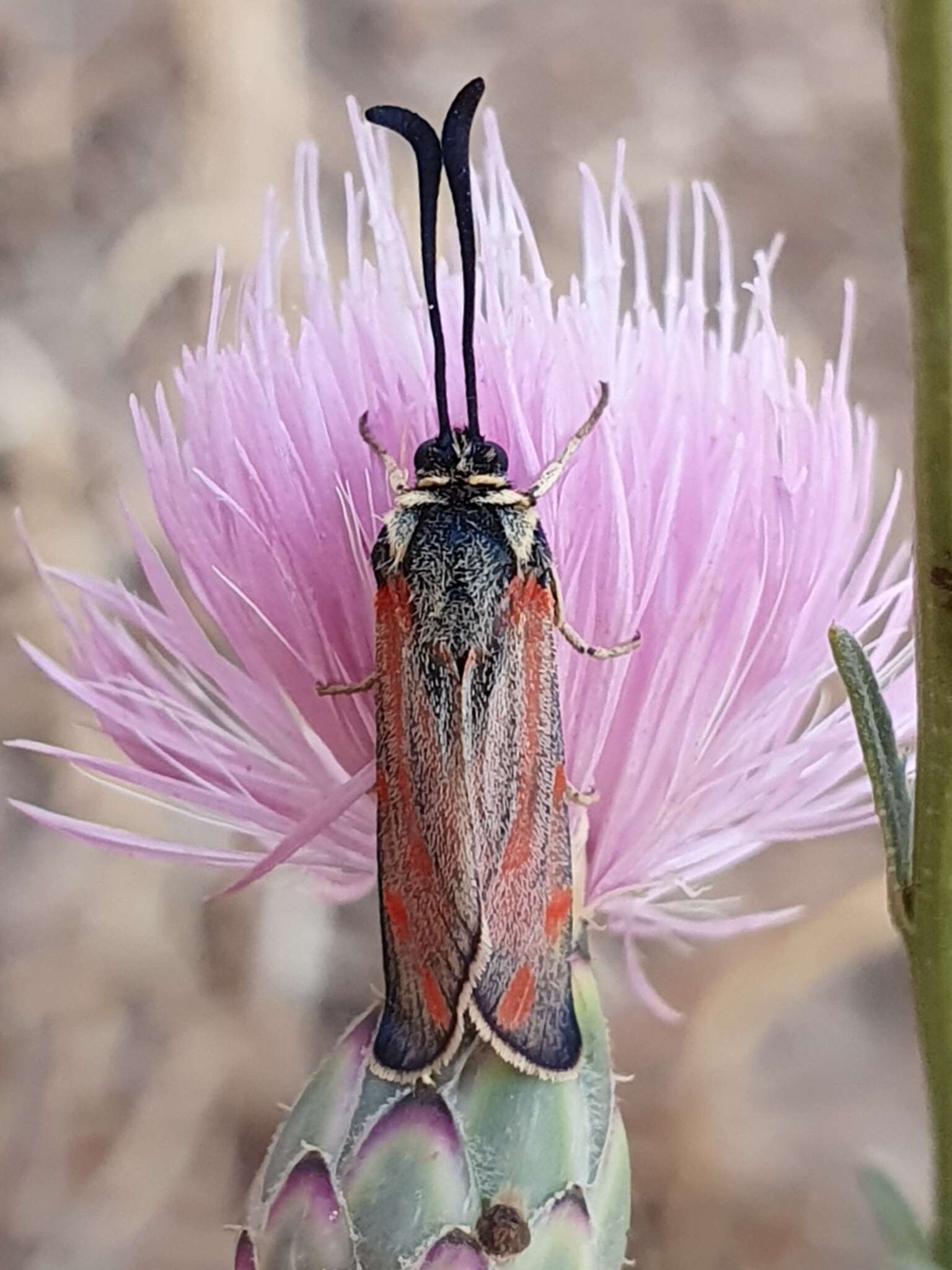 Image of Zygaena favonia Freyer 1845