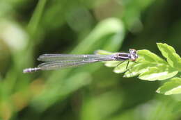 Image of Azure Bluet