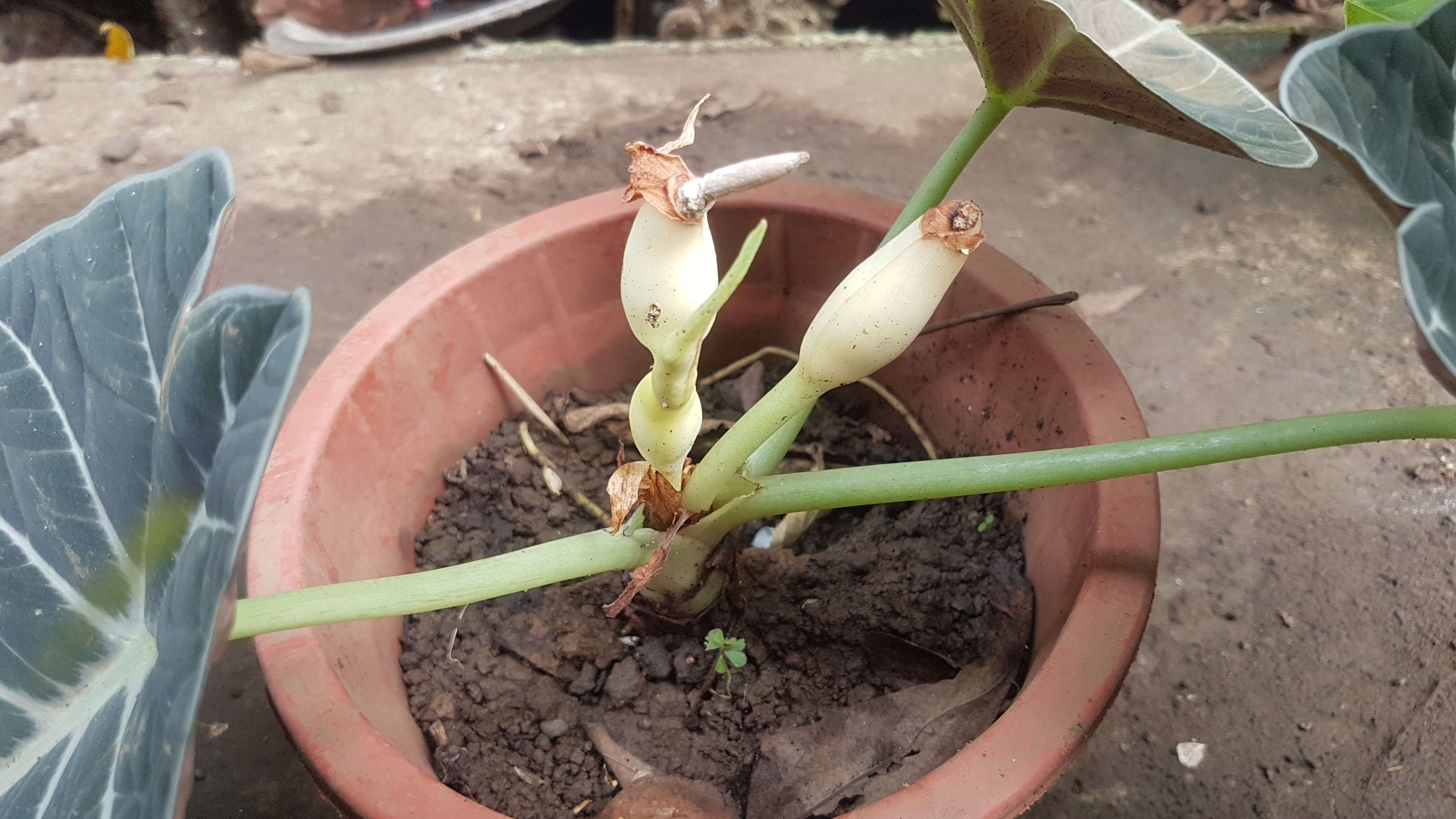 Image of Alocasia reginula A. Hay