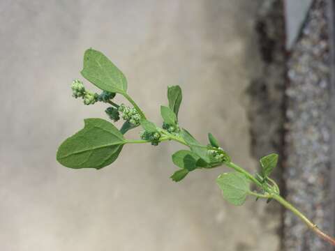 Image of Grey Goosefoot