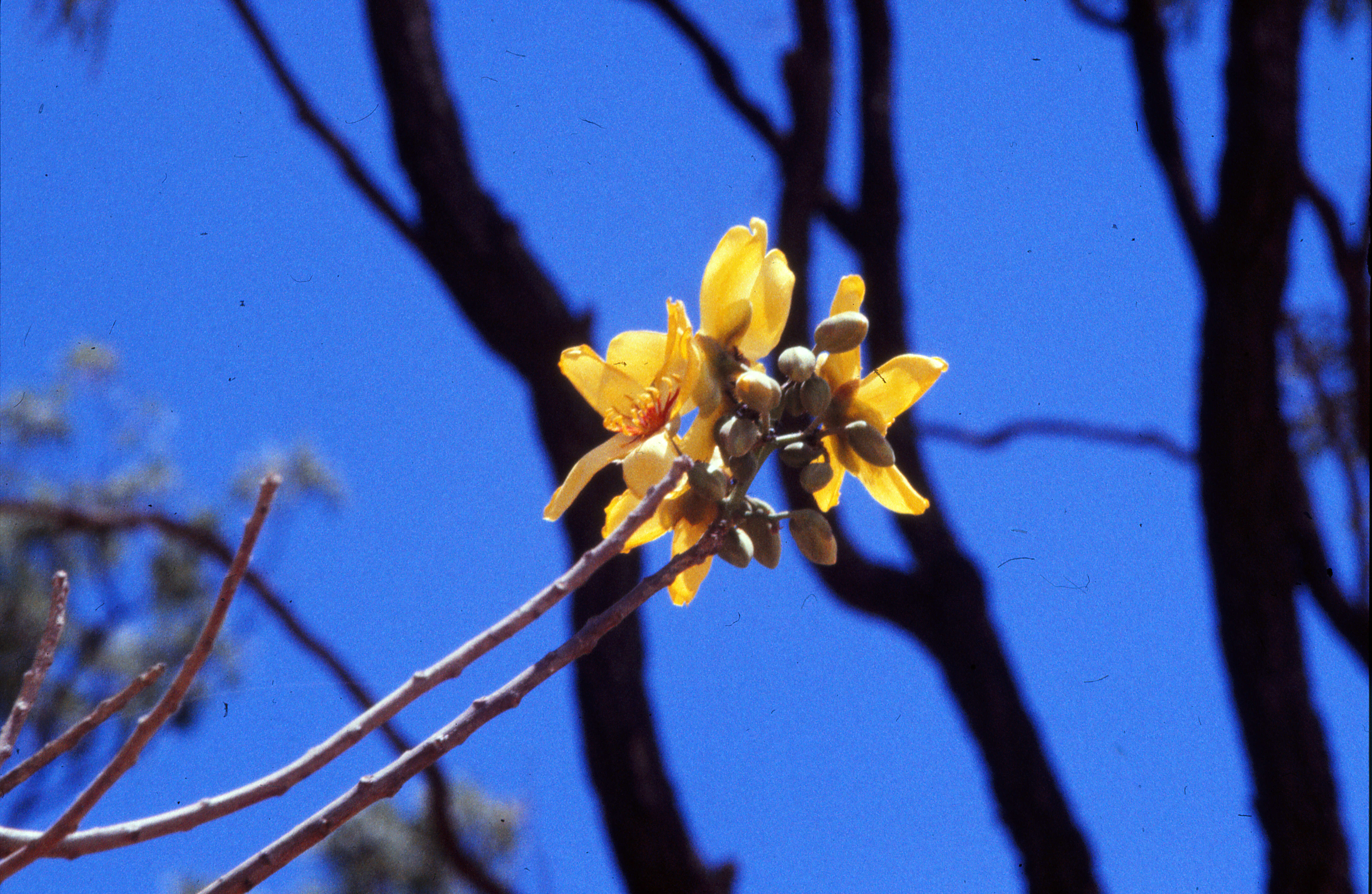 Image de Cochlospermum gillivraei Benth.