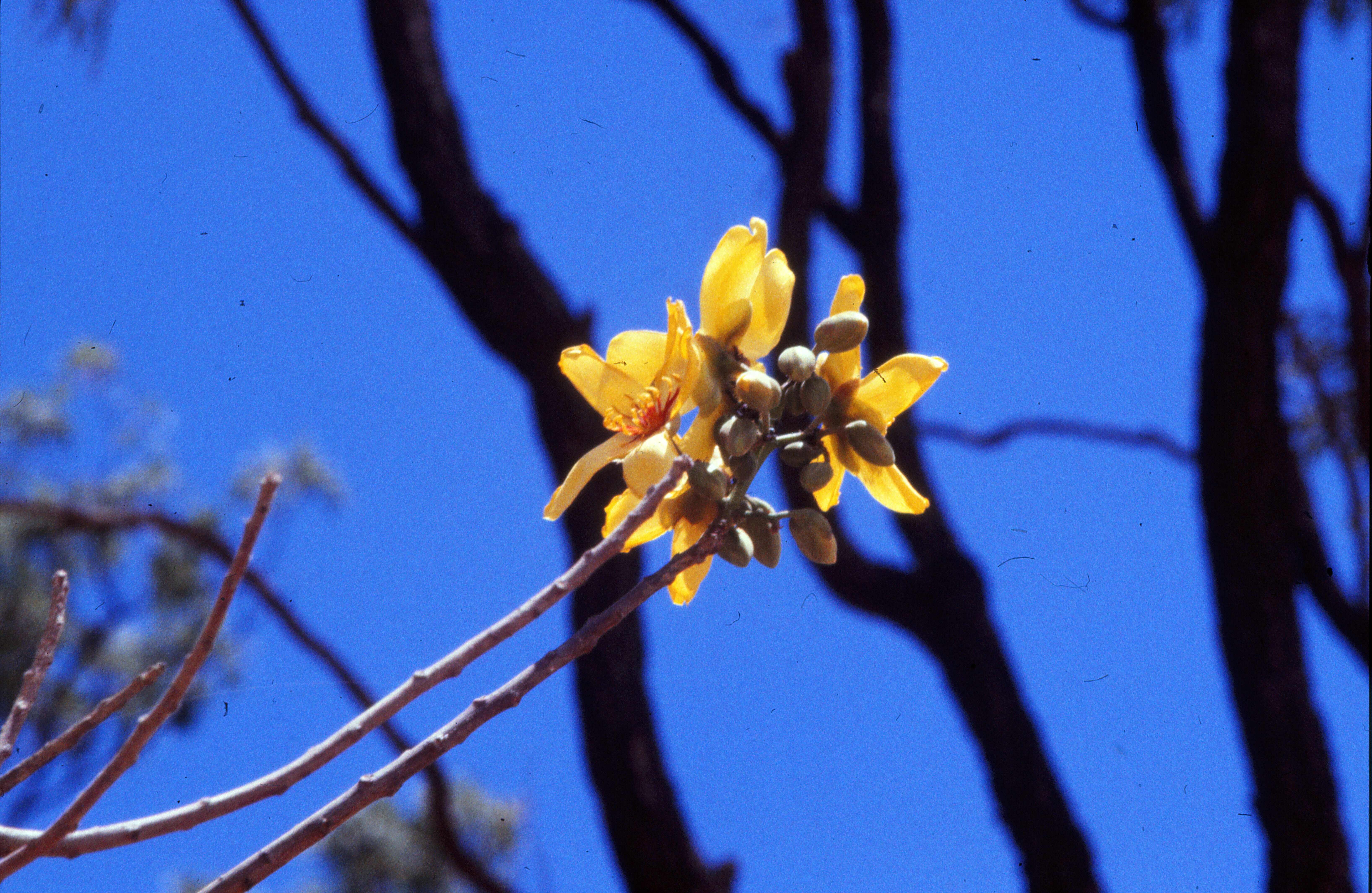 Imagem de Cochlospermum gillivraei Benth.