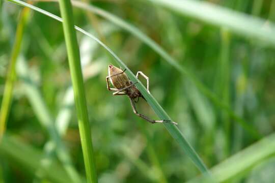 Image of Nursery-web spider