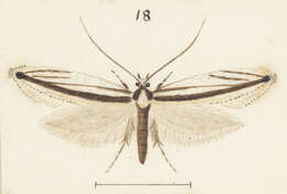 Image of Erechthias stilbella (Doubleday 1843)