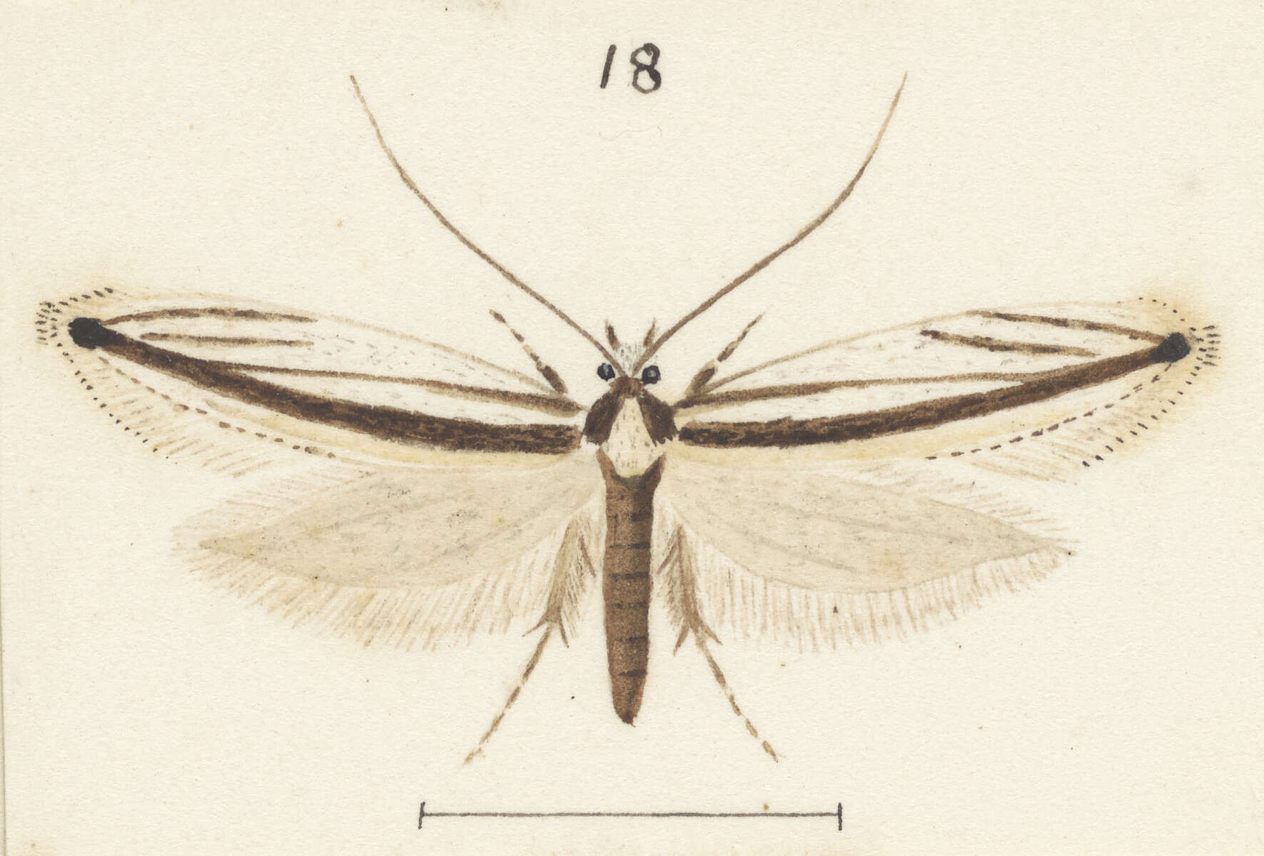 Image of Erechthias stilbella (Doubleday 1843)