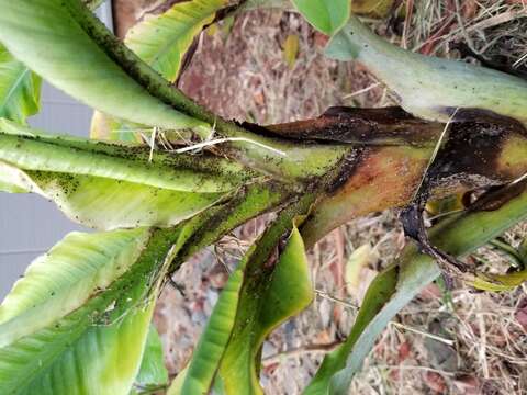 Image of Banana aphid