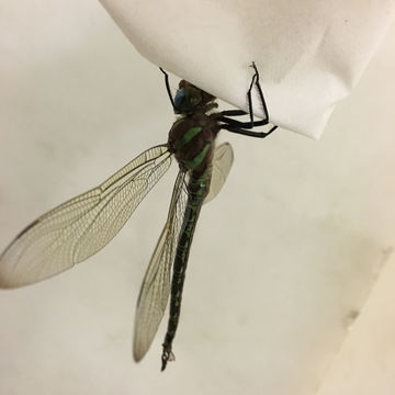 18.https www inaturalist org photos 3720369.580x360