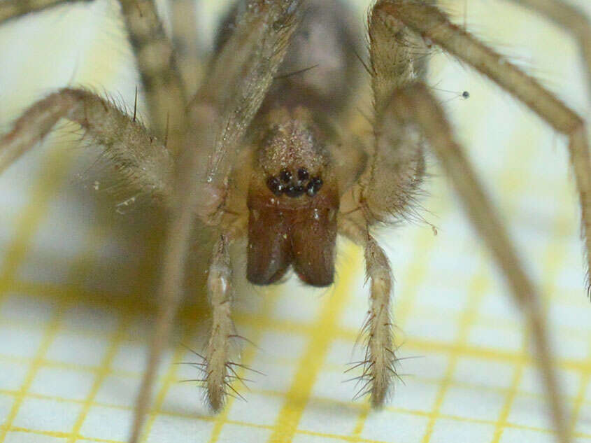 Image of Barn Funnel Weaver