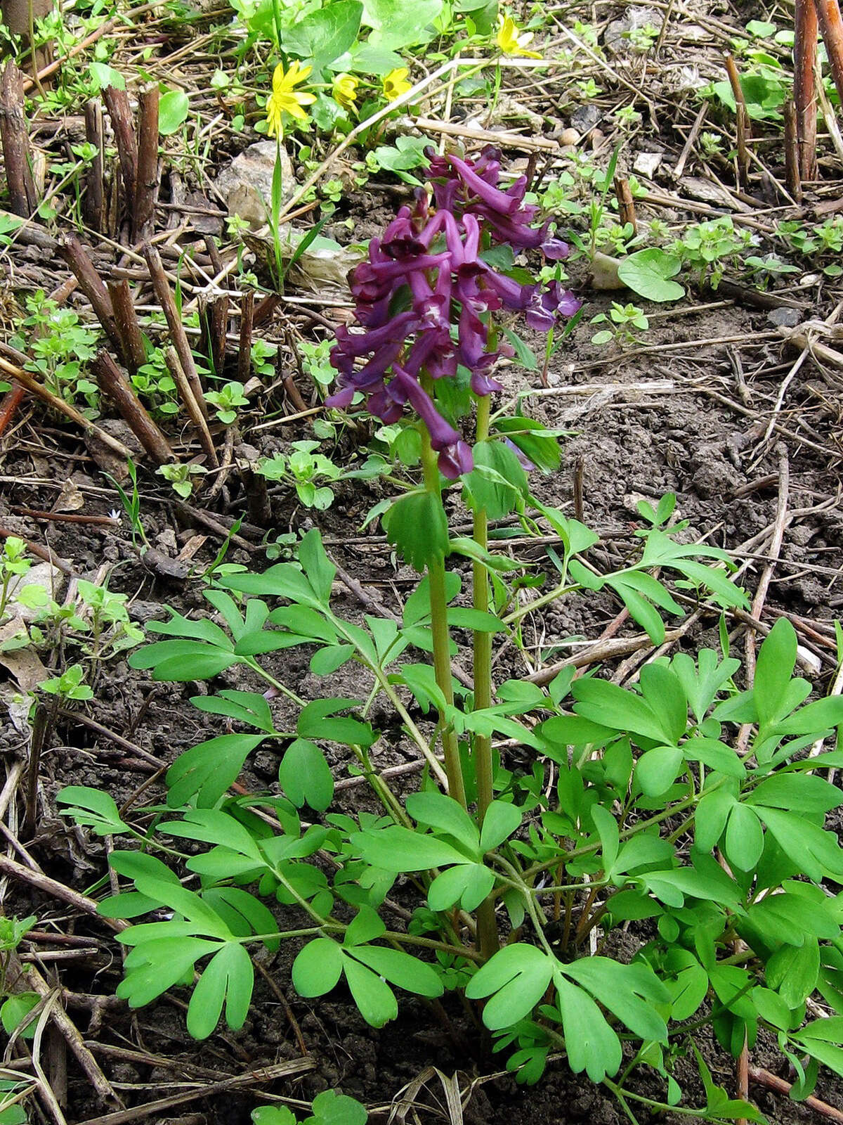 Plancia ëd Corydalis solida (L.) Clairv.