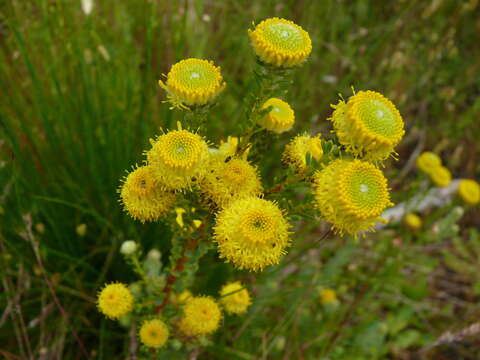 Image of Cape Flats Conebush