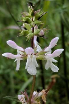 Image of hyssopleaf hedgenettle