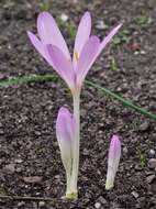 Image of Autumn crocus