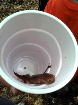 Image of Northern red salamander