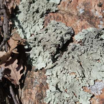 Image of Common greenshield lichen