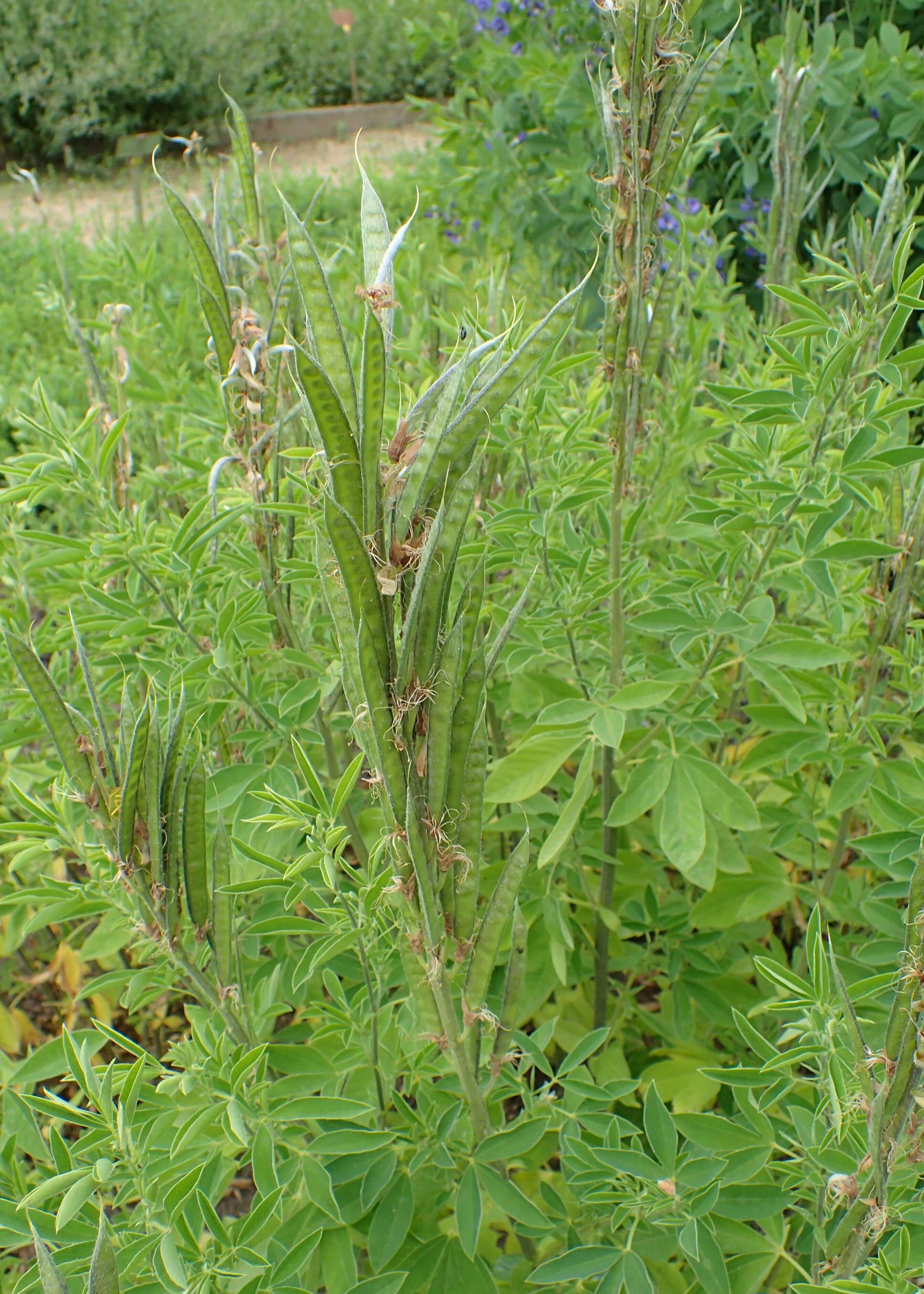 Image of Thermopsis lanceolata R. Br.