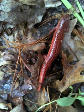 Image of Northern red salamander