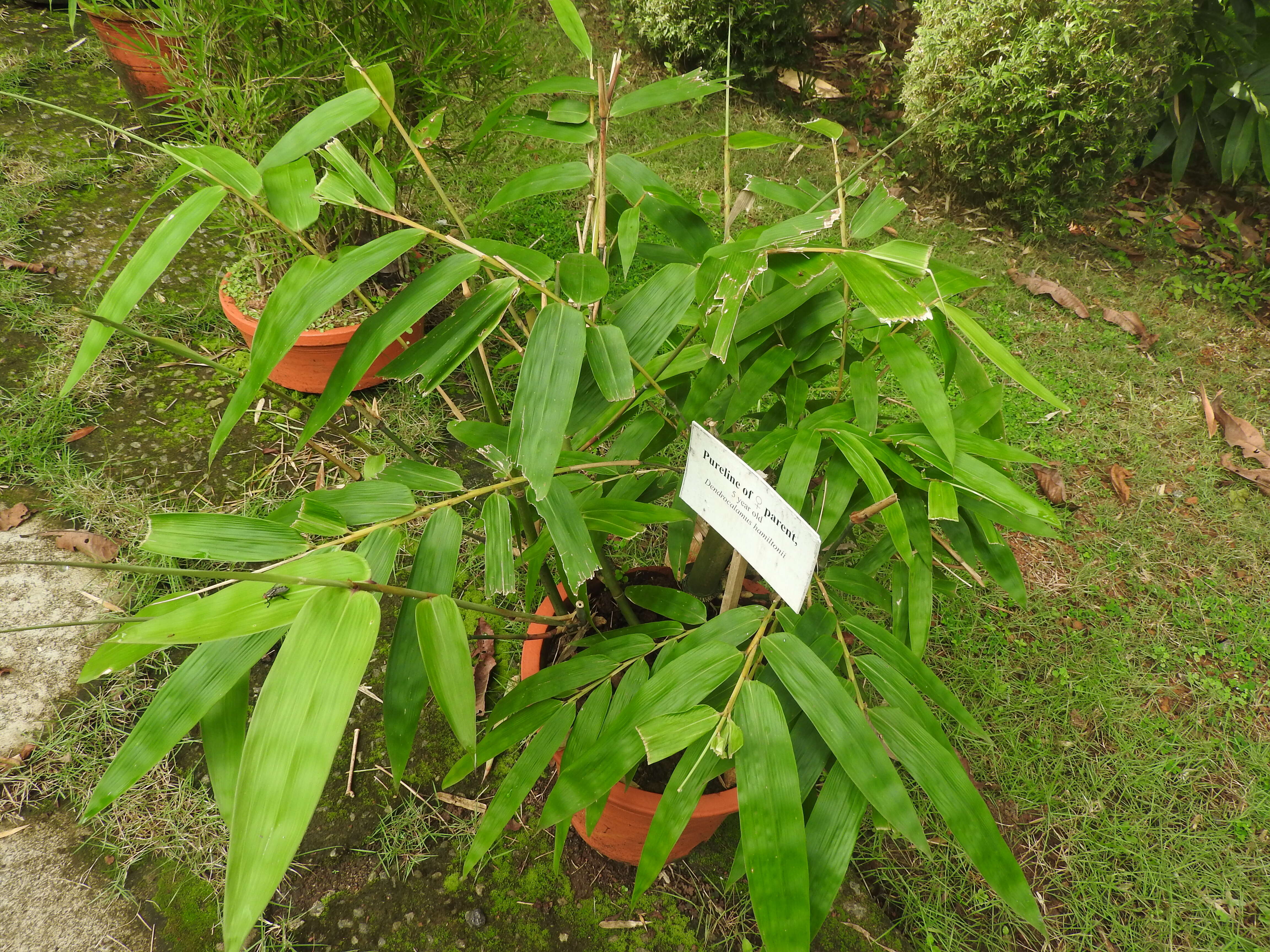 Imagem de Dendrocalamus hamiltonii Nees & Arn. ex Munro