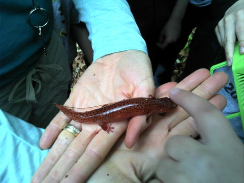 Image of Northern red salamander