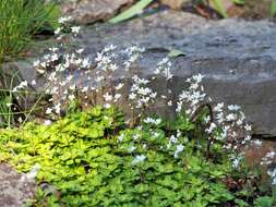 Image of Saxifraga cuneifolia L.