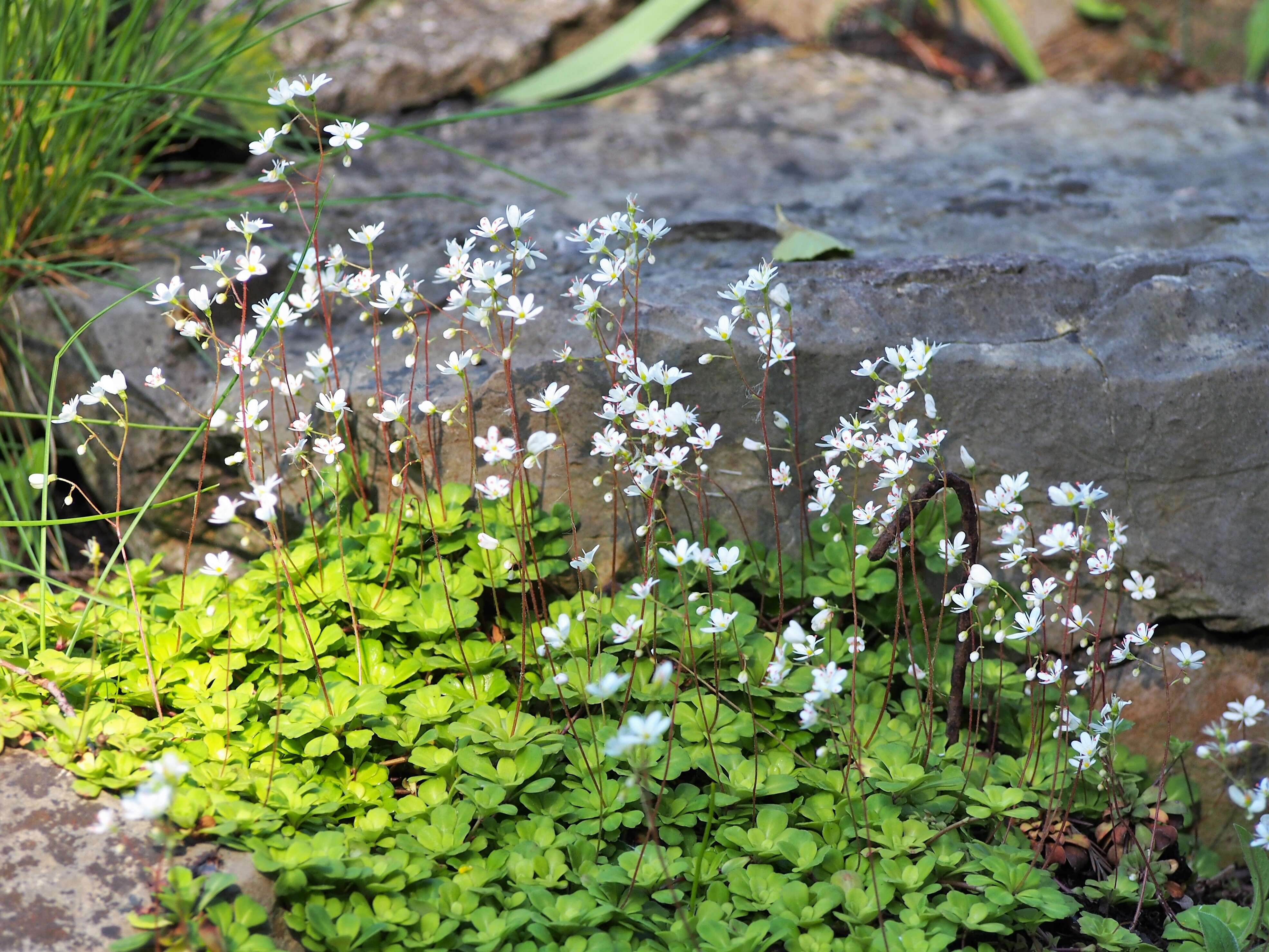 Image of Saxifraga cuneifolia L.