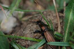 Image of Necklace Ground Beetle