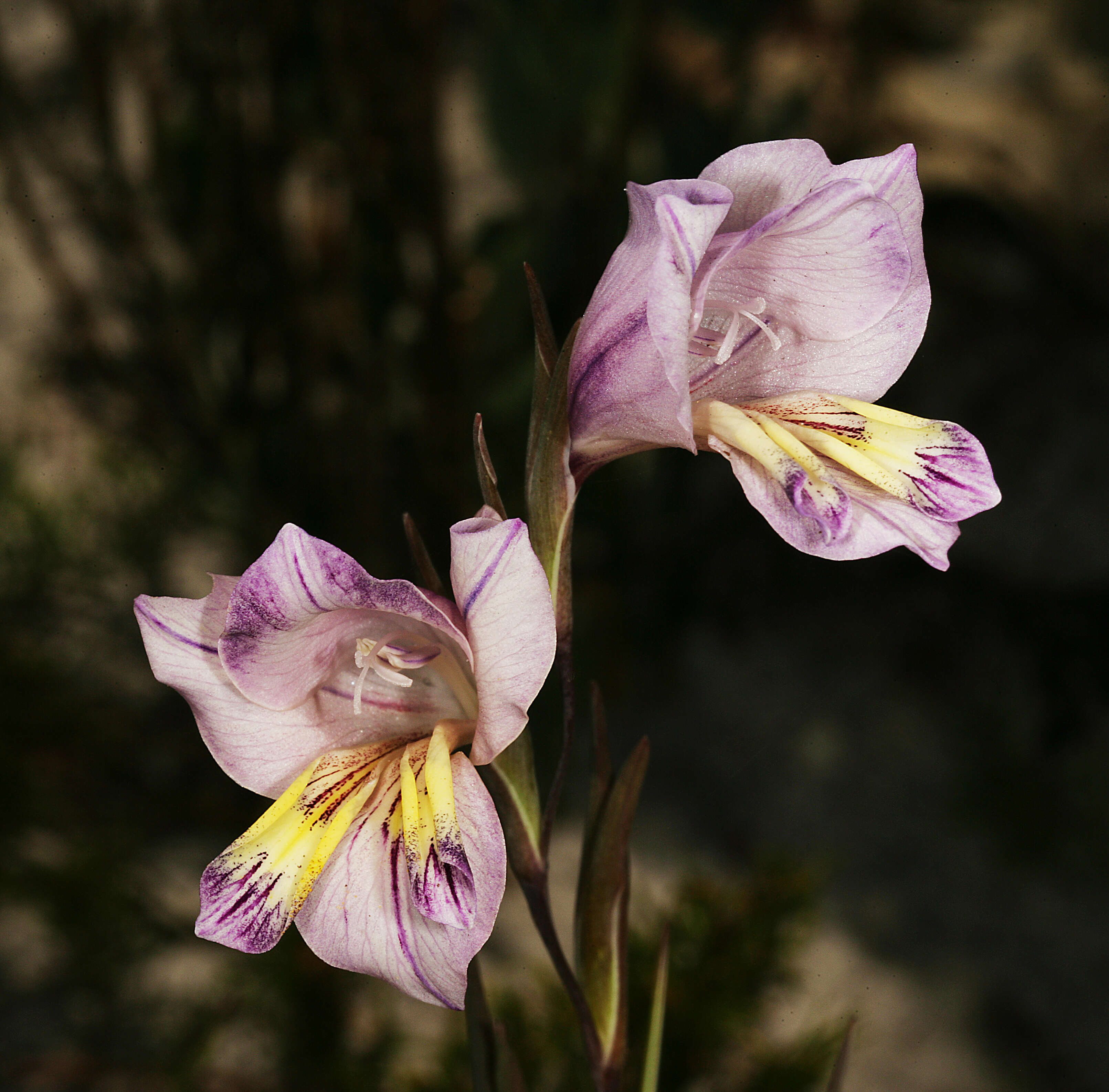 Image of Blue Afrikaner