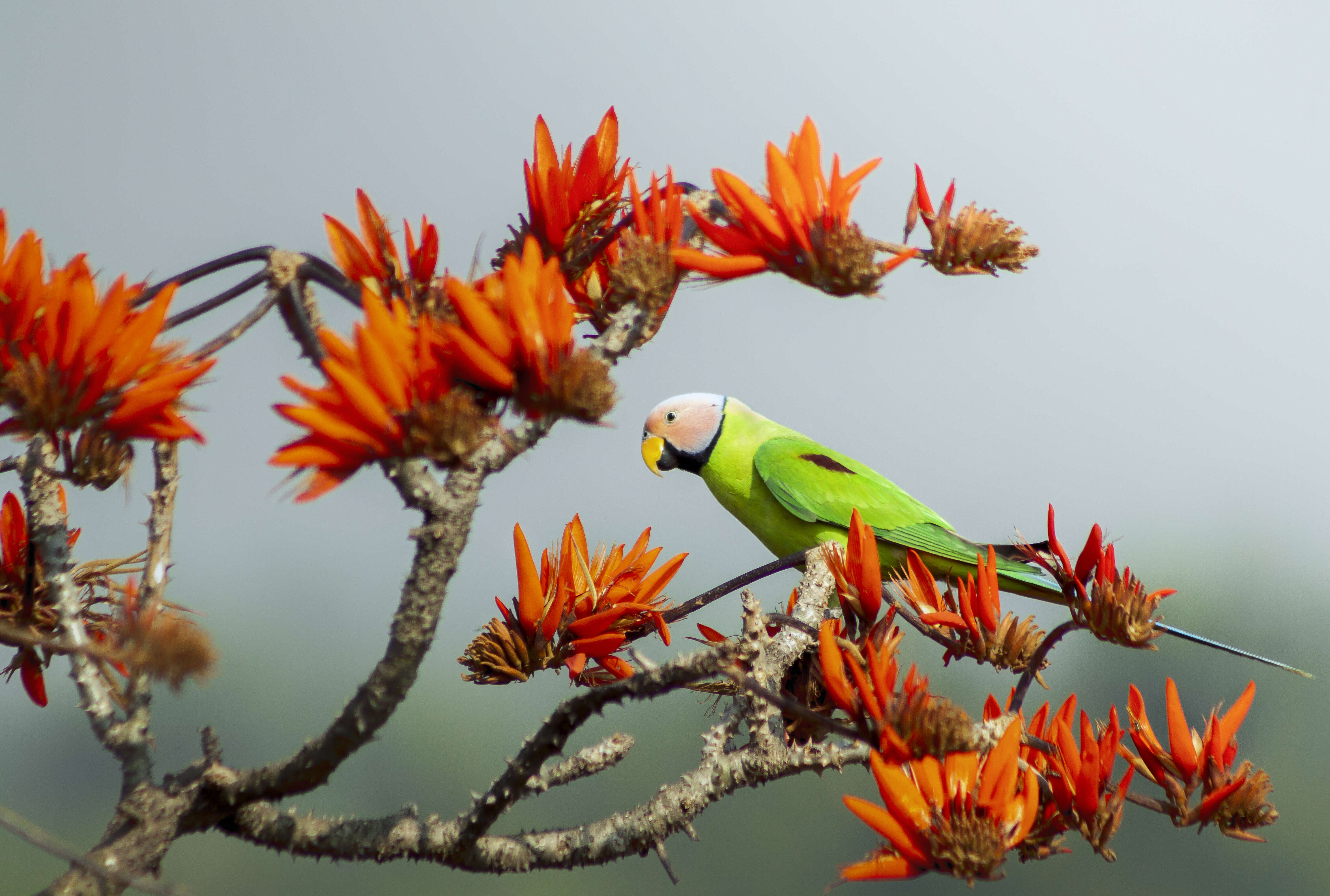 Image of Blossom-headed Parakeet