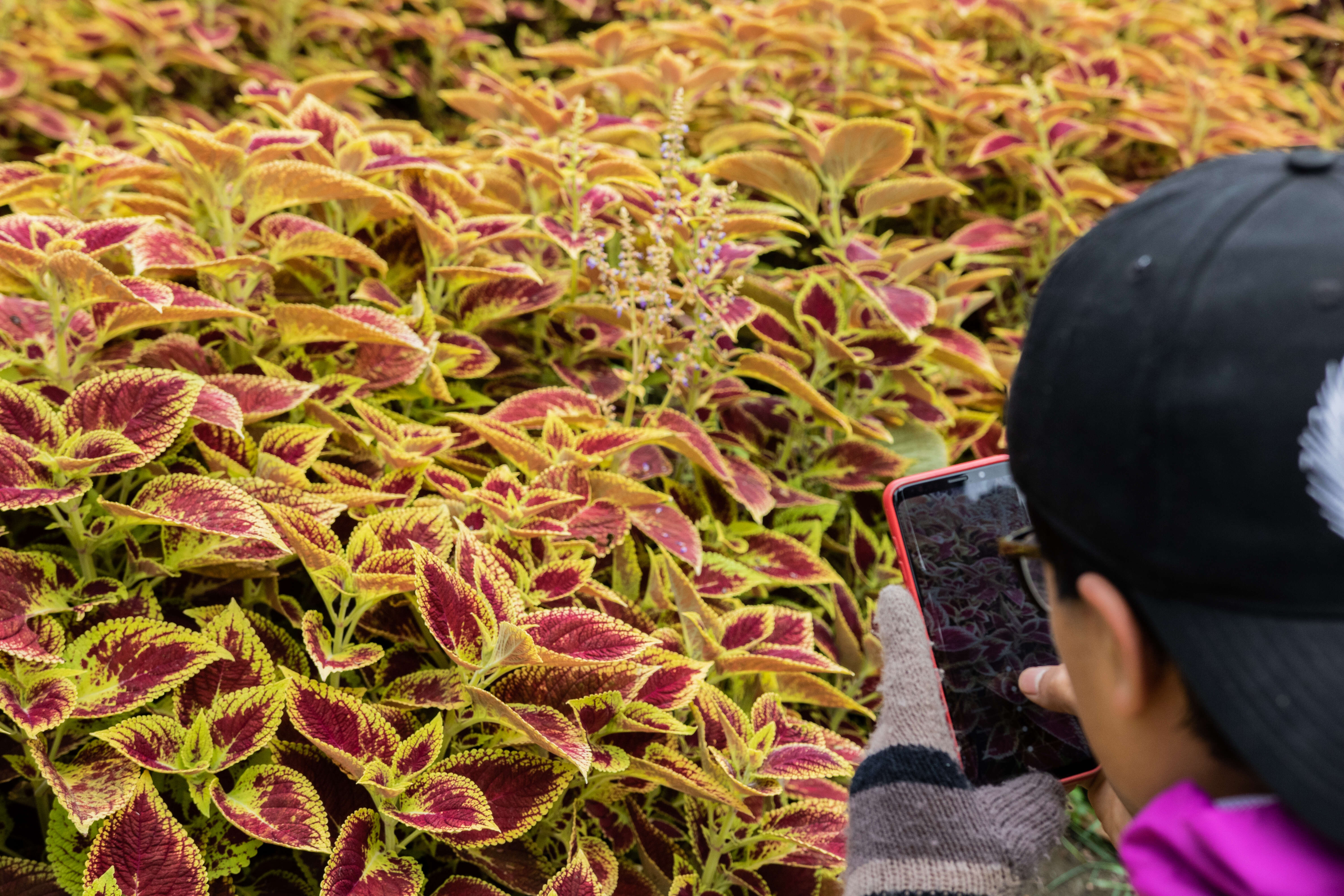 Image of common coleus