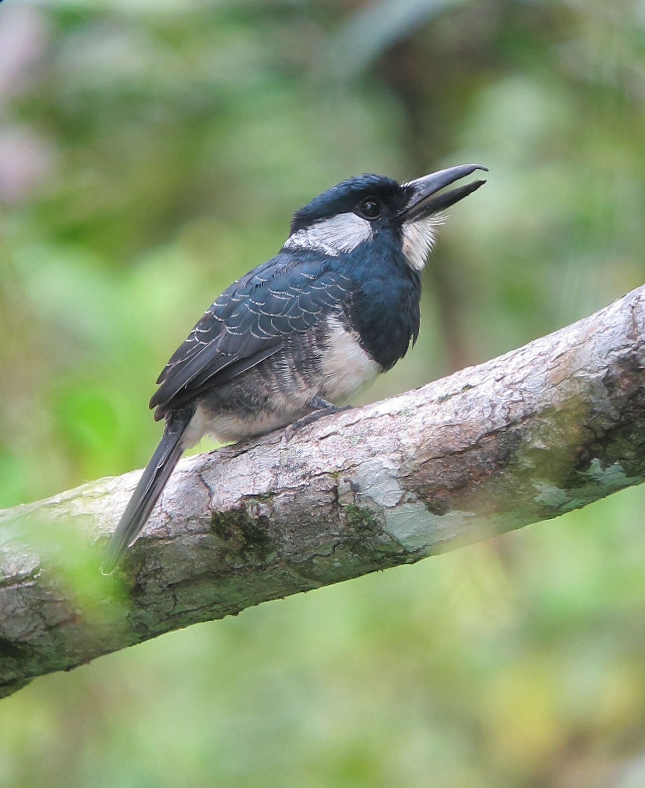 Image of Black-breasted Puffbird