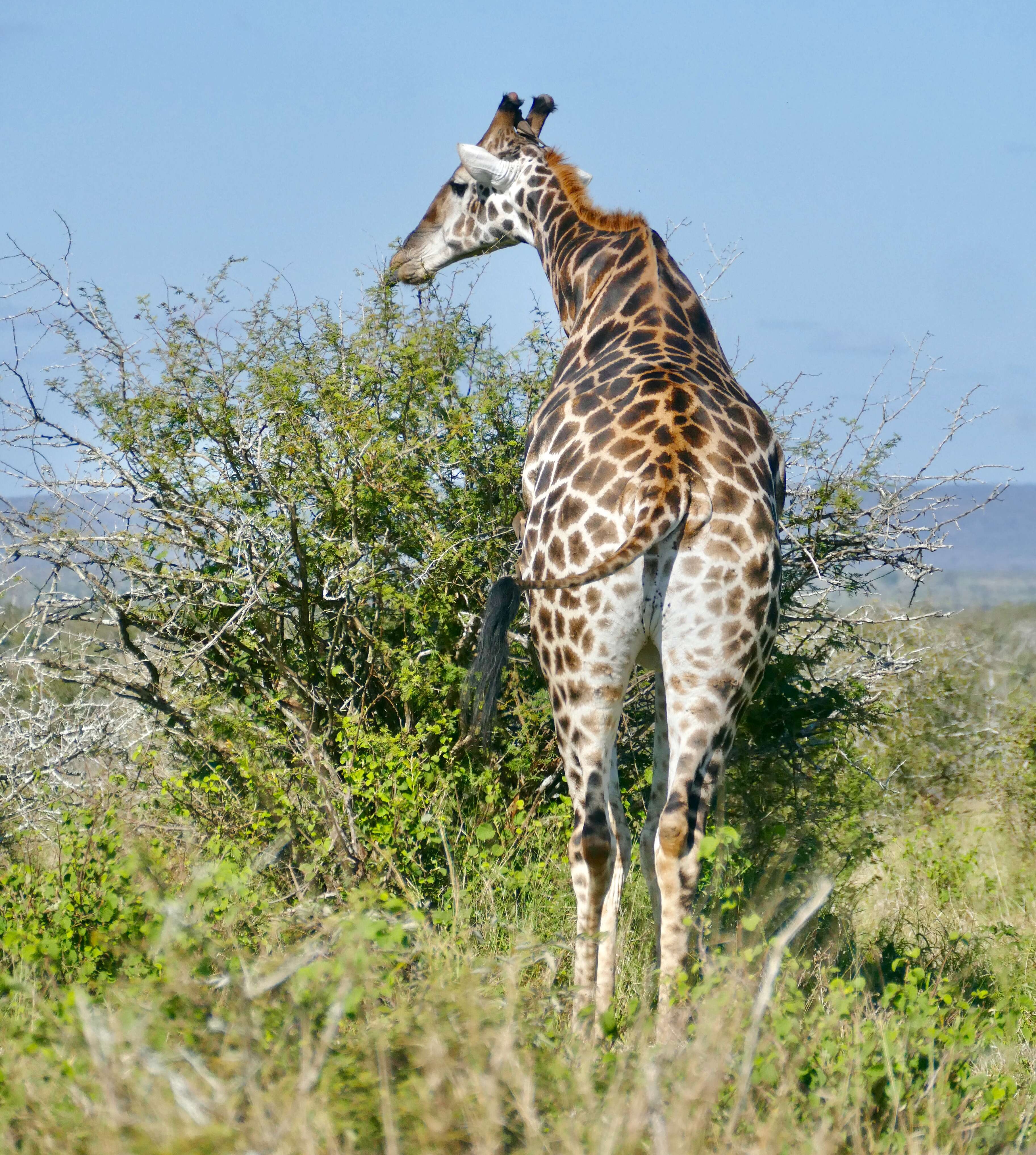 Image of Giraffe