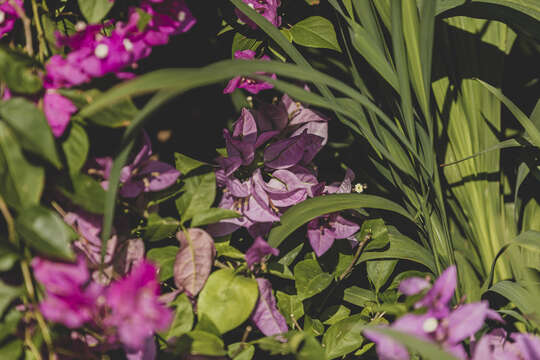 Слика од Bougainvillea