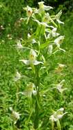 Image of lesser butterfly-orchid