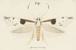 Image of Sagephora felix Meyrick 1914
