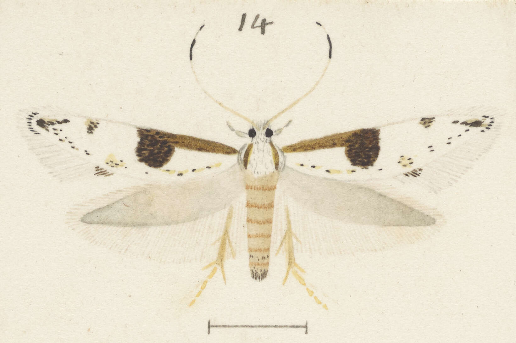 Image of Sagephora felix Meyrick 1914