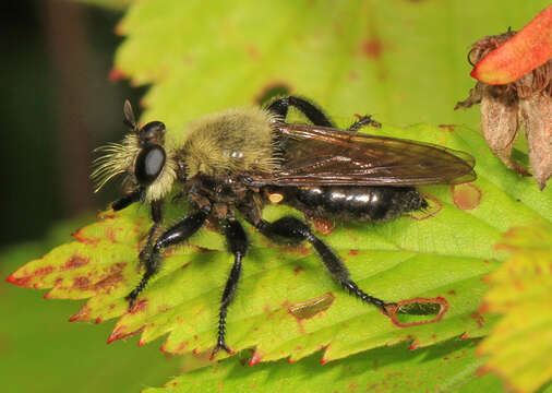 Image of Laphria flavicollis Say 1824