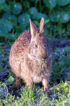 Image of Key Rabbit