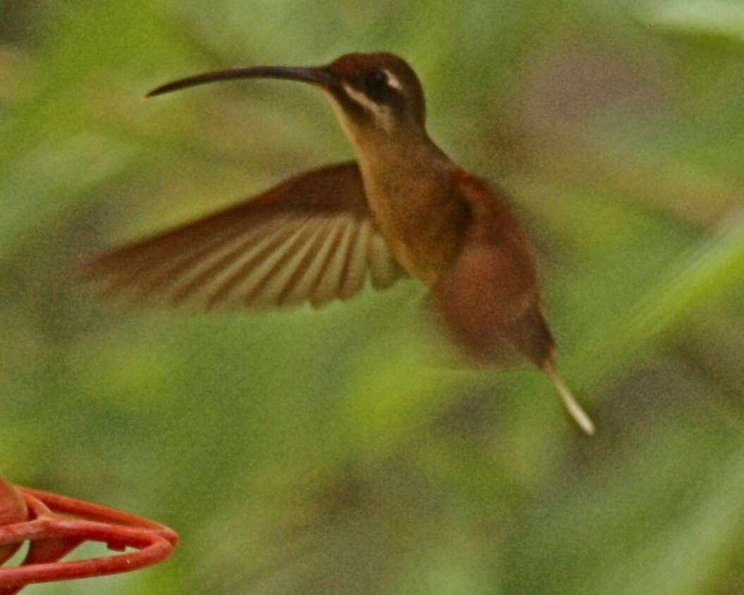 Image of Reddish Hermit